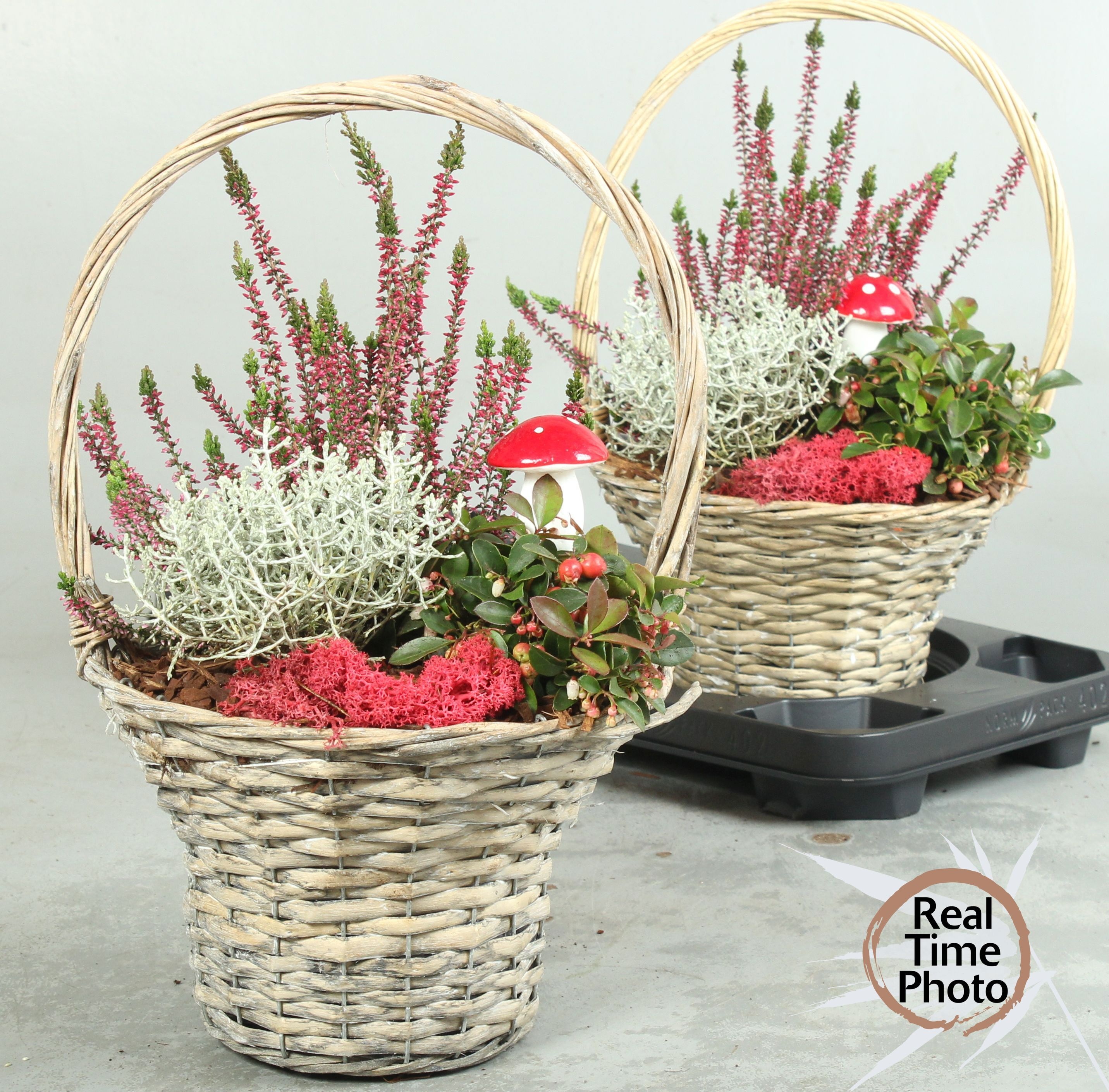 Arr Tuinplanten 24P 46cm