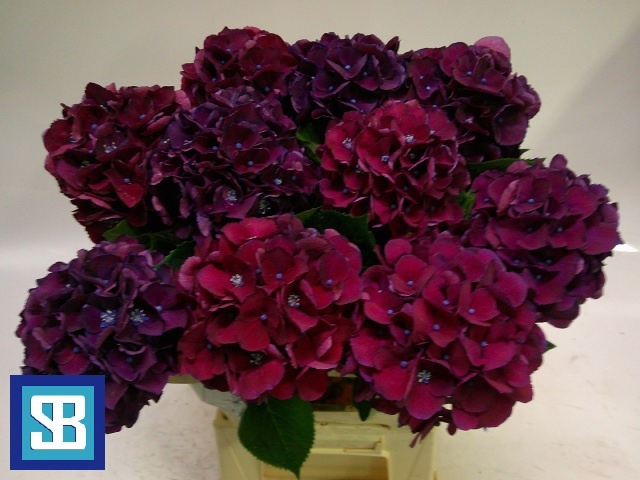 Hydrangea Royal King 60cm 14Ø
