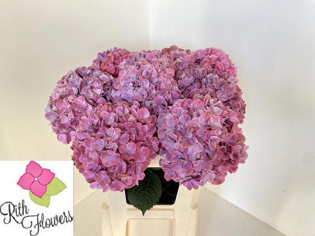Hydrangea Sweet Ruby 60cm 17Ø