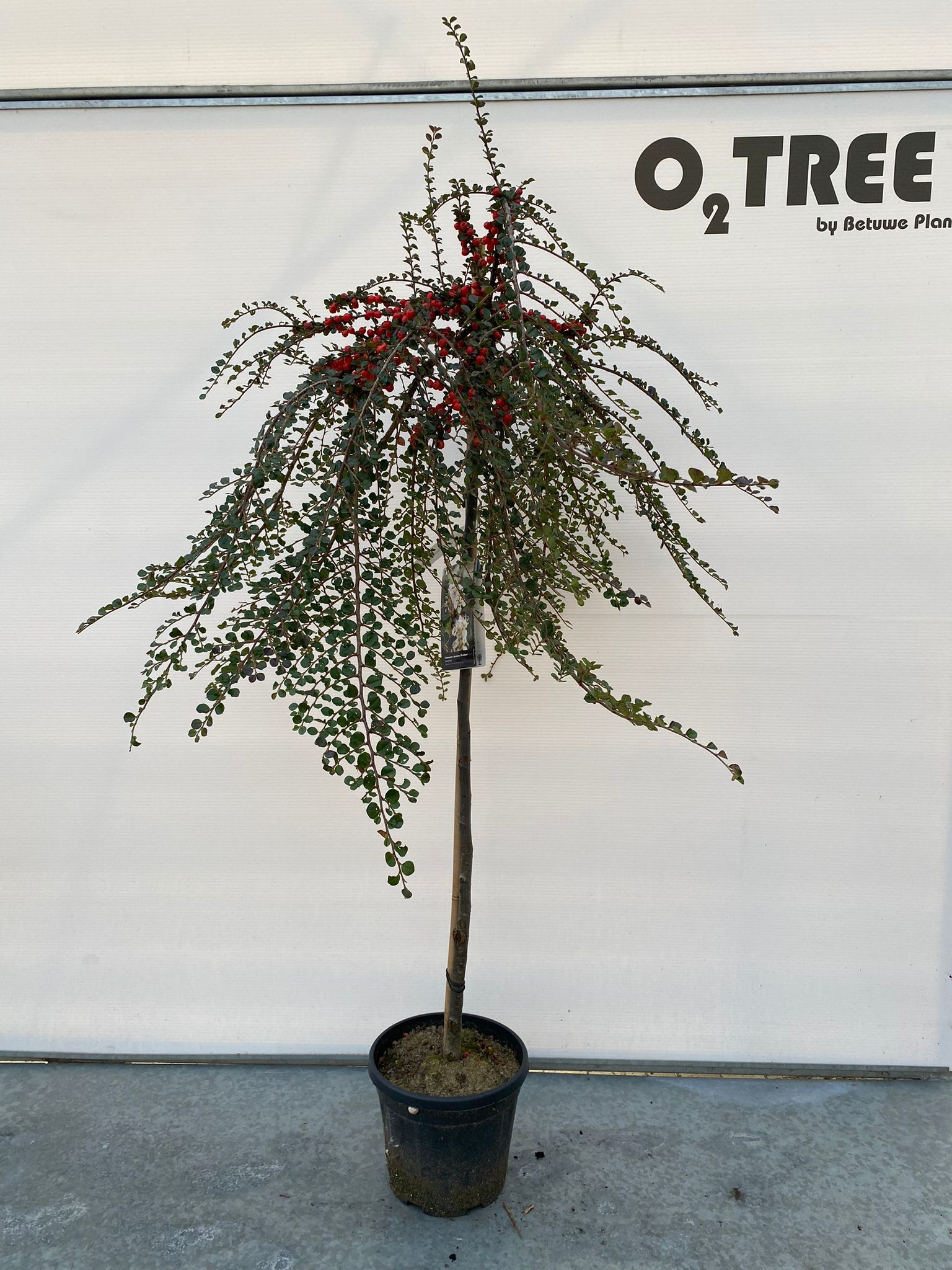 Picture of Cotoneaster a. Blackburn P29 (10 Ltr) 120/STD (LOOSE)