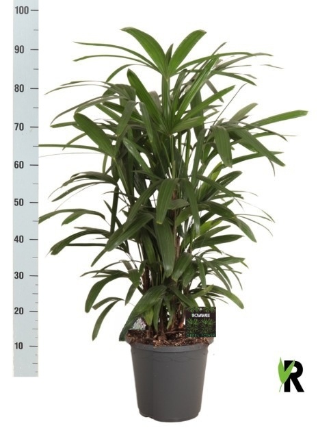Rhapis Excelsa 23Ø 95cm