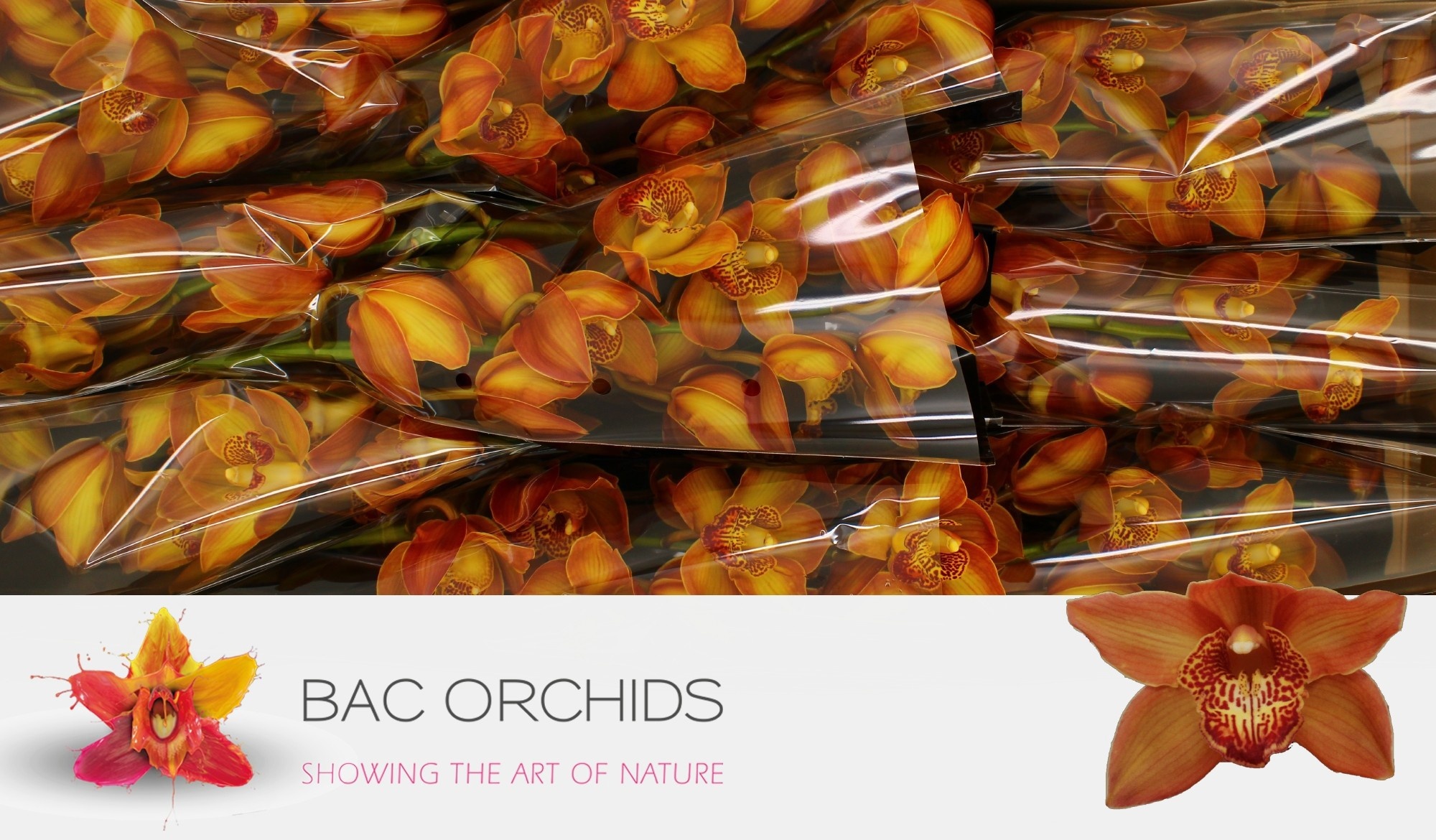 Cymbidium Cognac 8/11bl