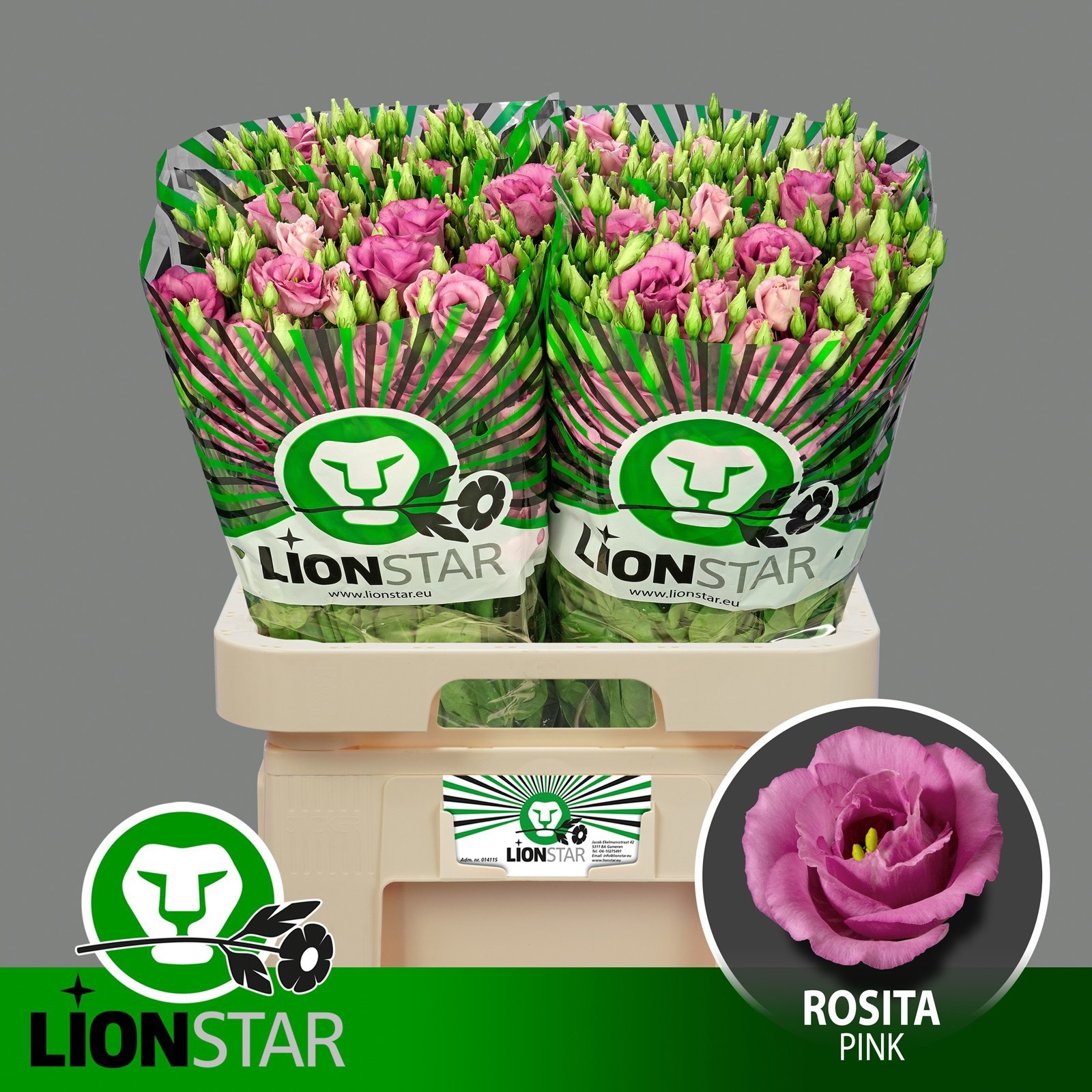 Lisianthus Double Rosita Pink 70cm