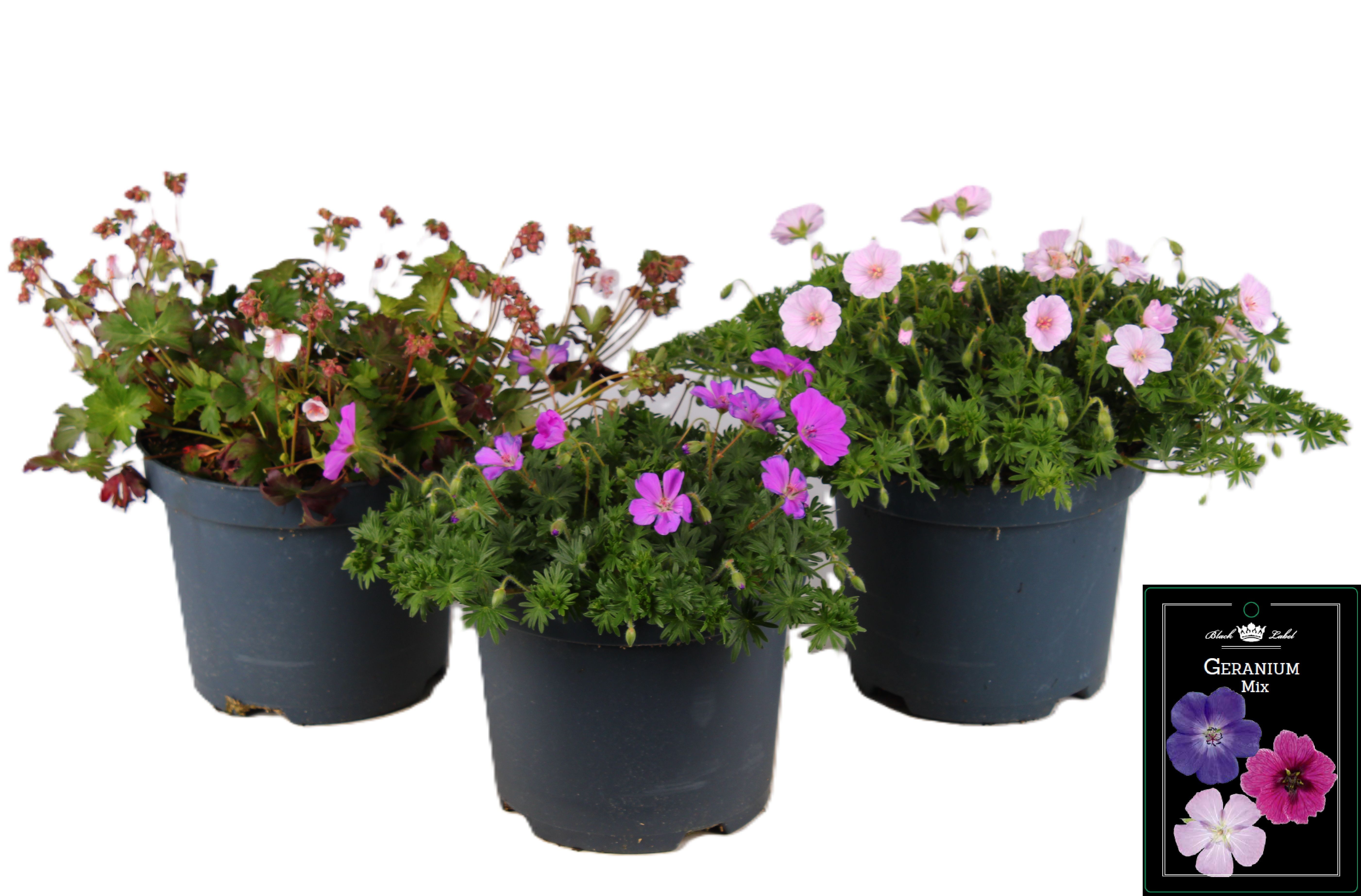 Picture of Geranium mixed-shelf