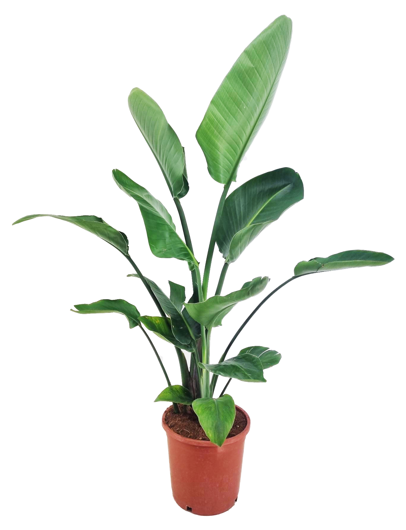 Picture of Strelitzia augusta P24 (6 Ltr)