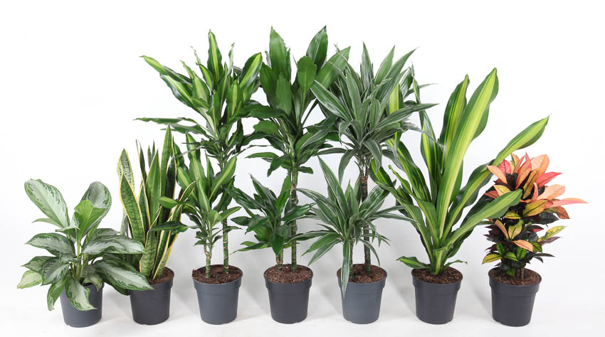 Picture of House plants branche or 2PP (MIXTF+VT19062) P19 80CM (LOOSE)