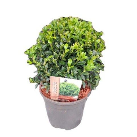 Picture of Buxus sempervirens sphere