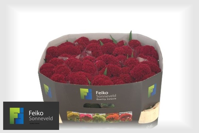 Celosia Reprise Velvet 70cm