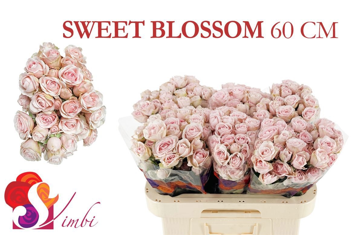 Rosa Spray Sweet Blossoms 60cm