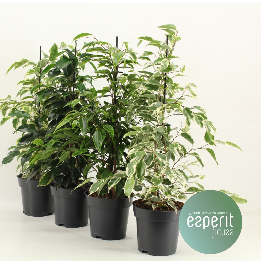 Picture of Ficus benjamina Royal varieties P14 55CM