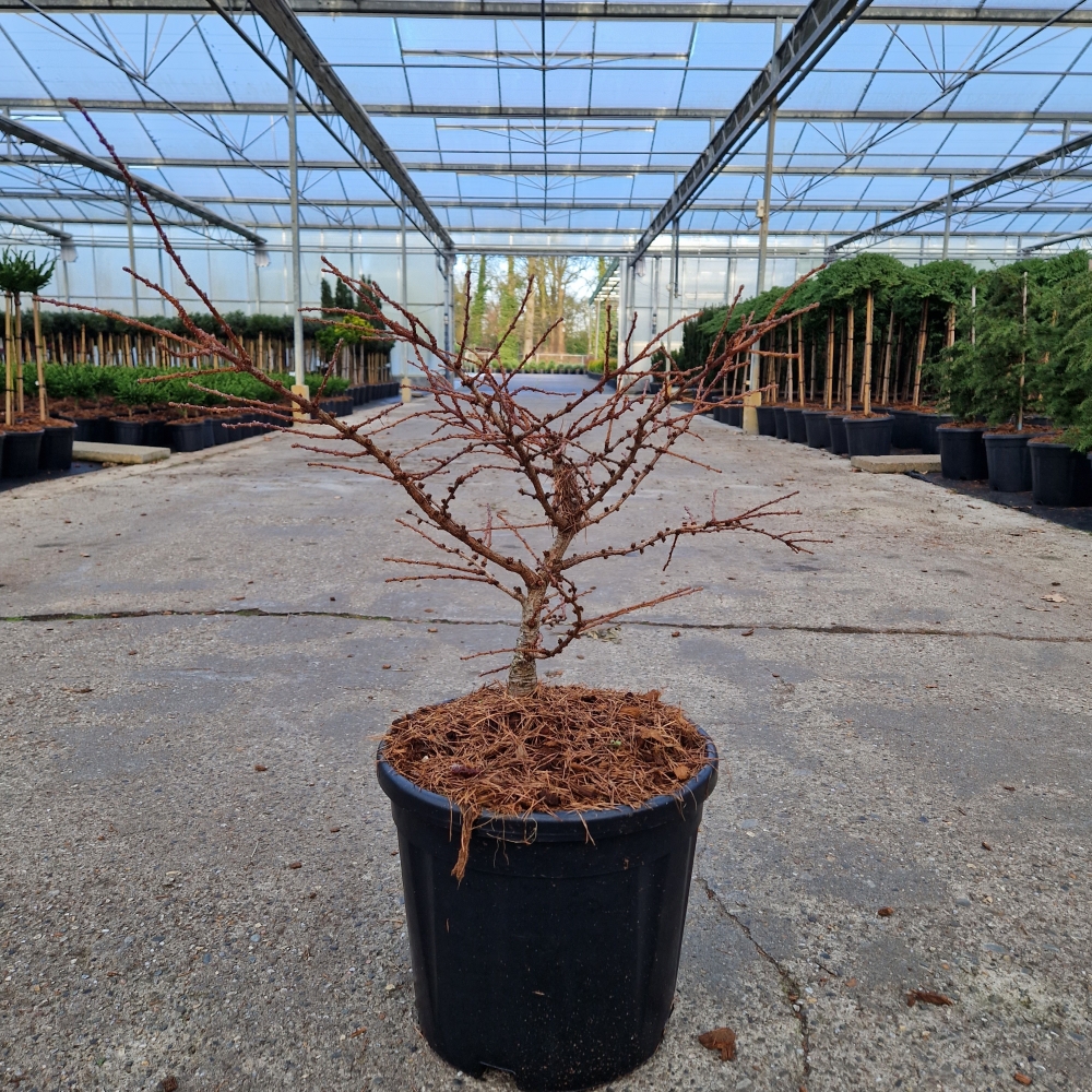 Picture of Larix decidua Little Bogle C11 30/40 (LOOSE)