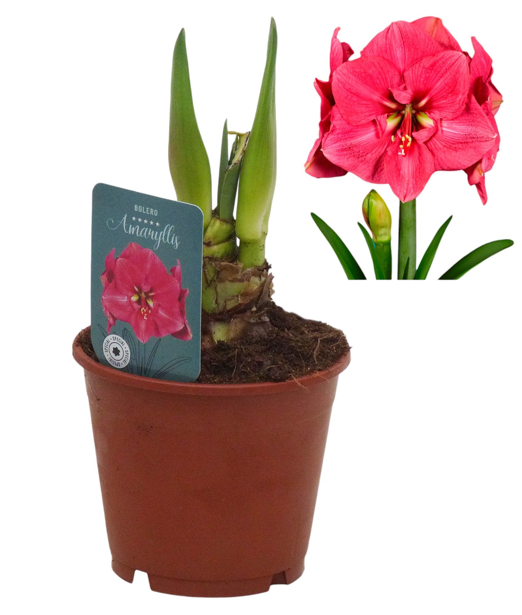 Hippeastrum Bolero exclusief