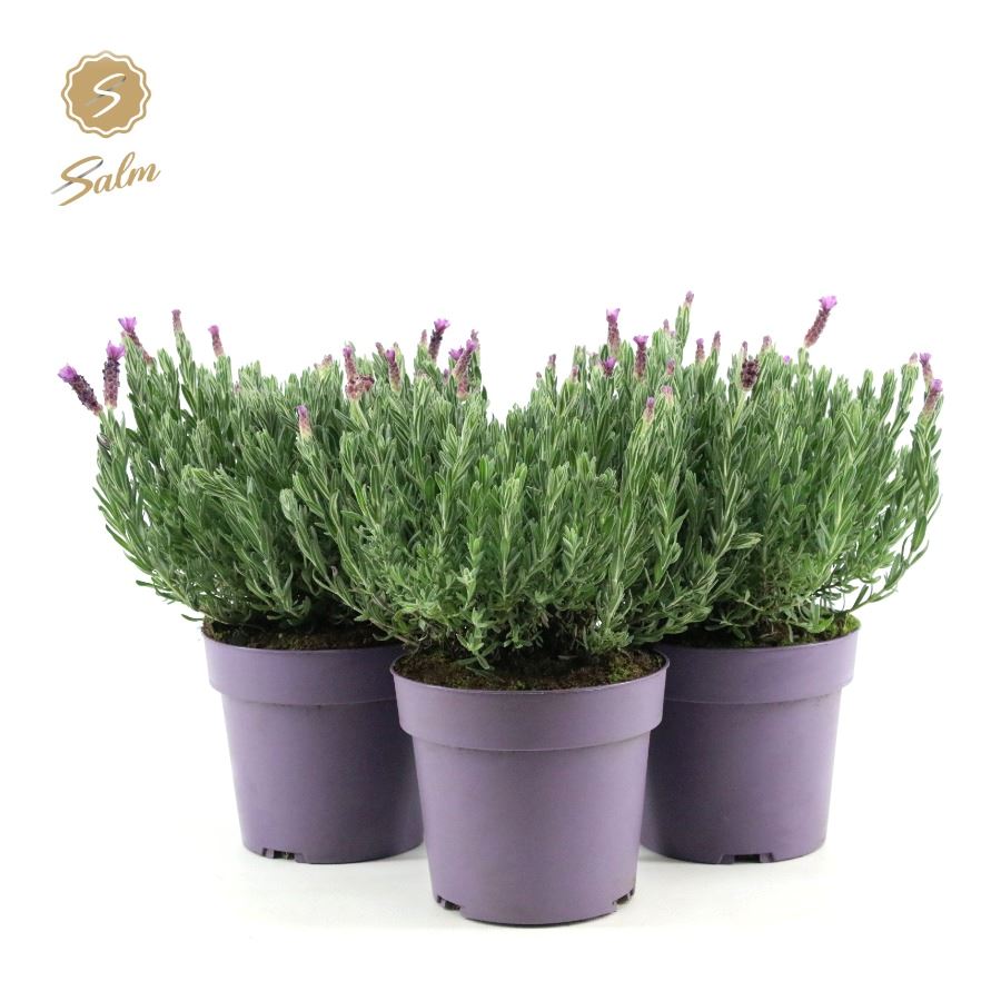 Picture of Lavandula st. 'Anouk'® Collection P19