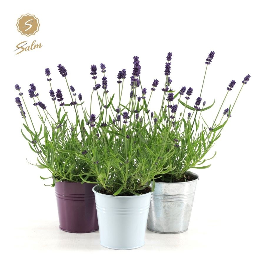Picture of Lavandula ang. 'Felice'® Collection P10,5 in Zinc Mix