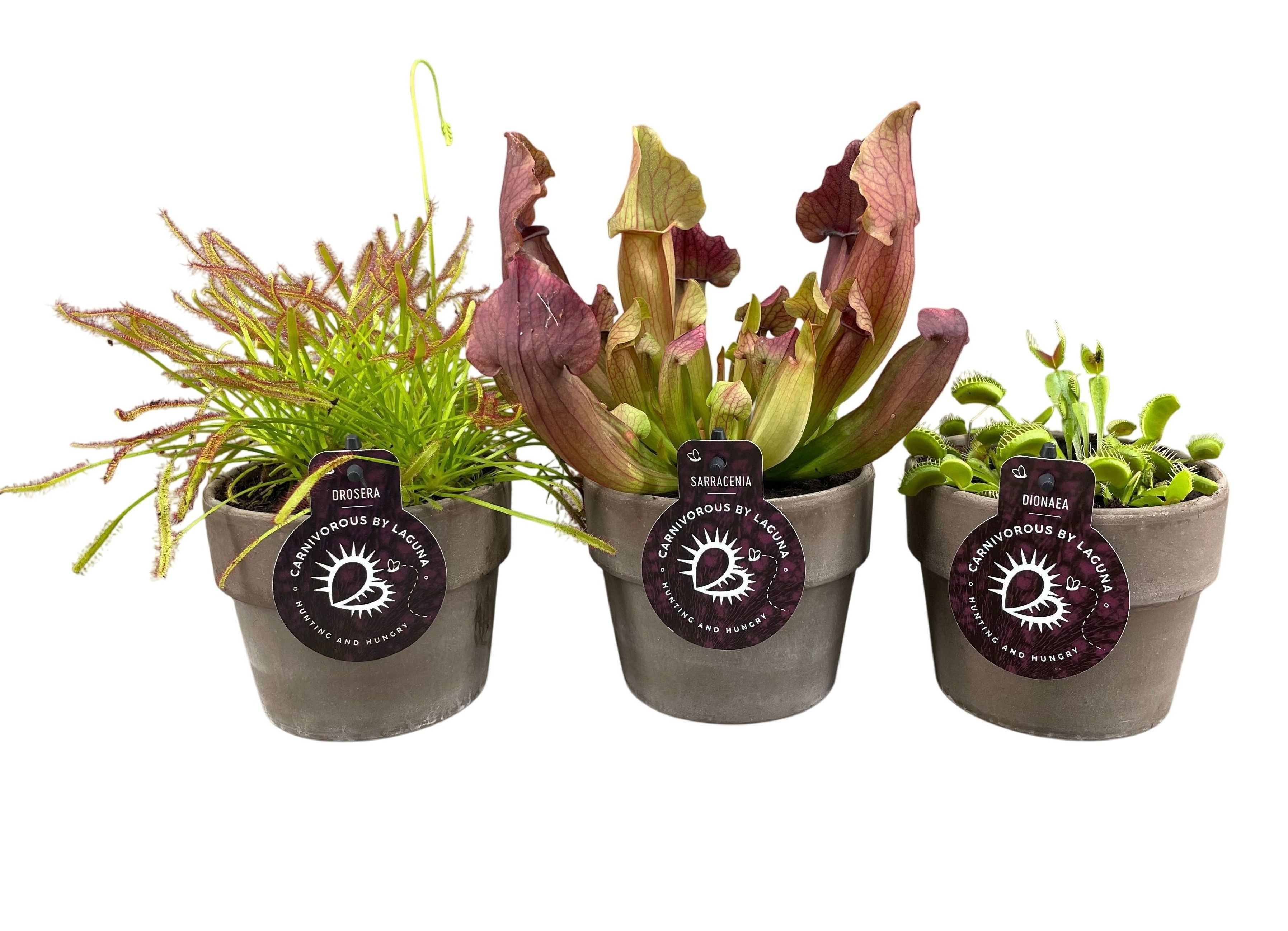 Vleesetende Planten 12P 15H