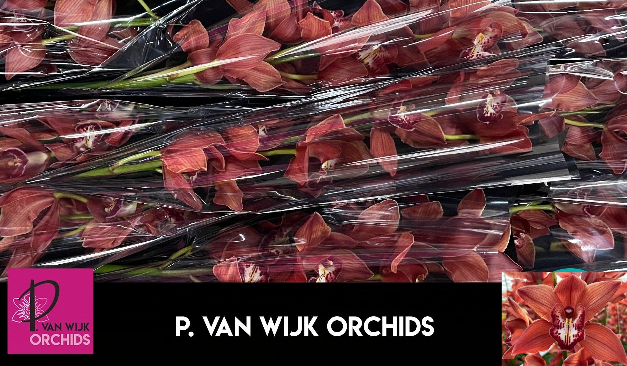 Cymbidium Fredericka 8/11bl