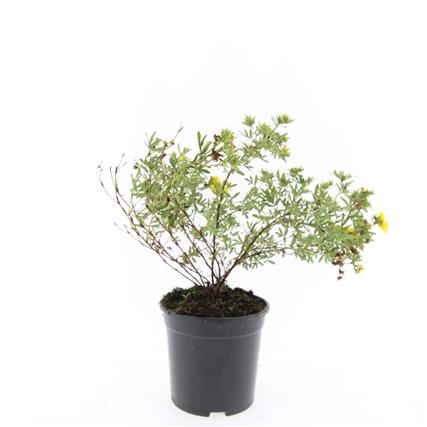 Picture of Potentilla f. Goldfinger P14