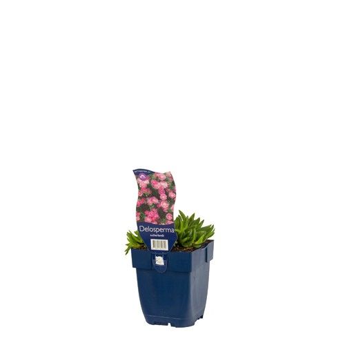 Delosperma sutherlandii