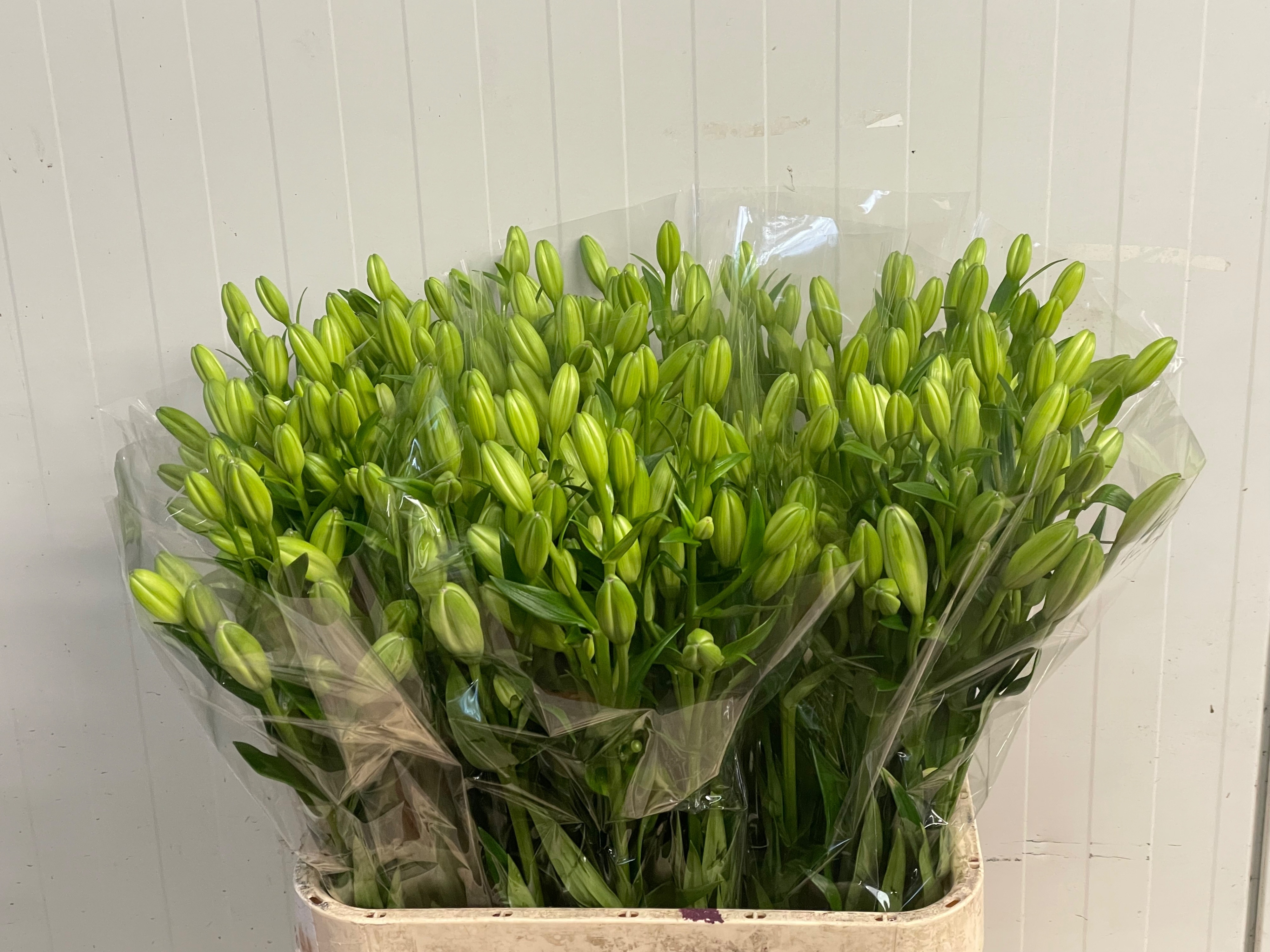 Lilium La Larino 90cm 3/5bl