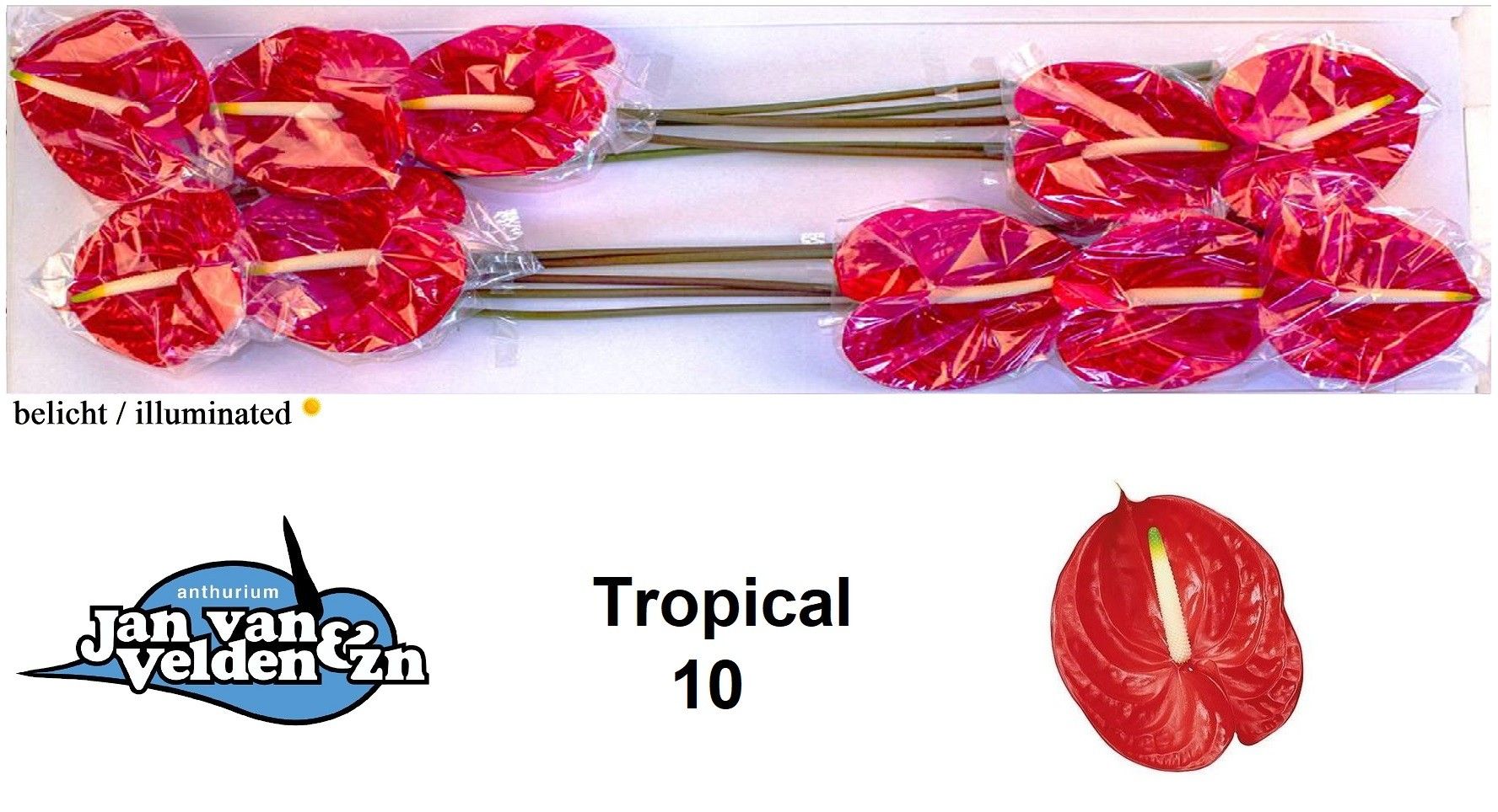 Anthurium Tropical 15Ø