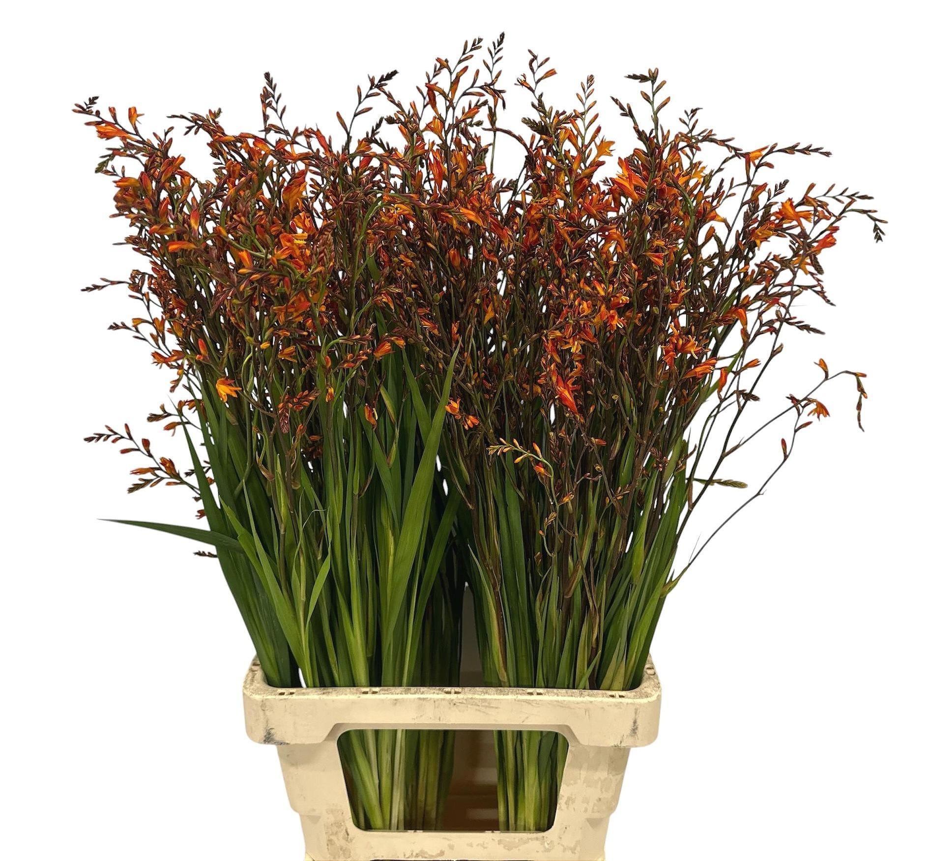 Crocosmia Lucifer 80cm