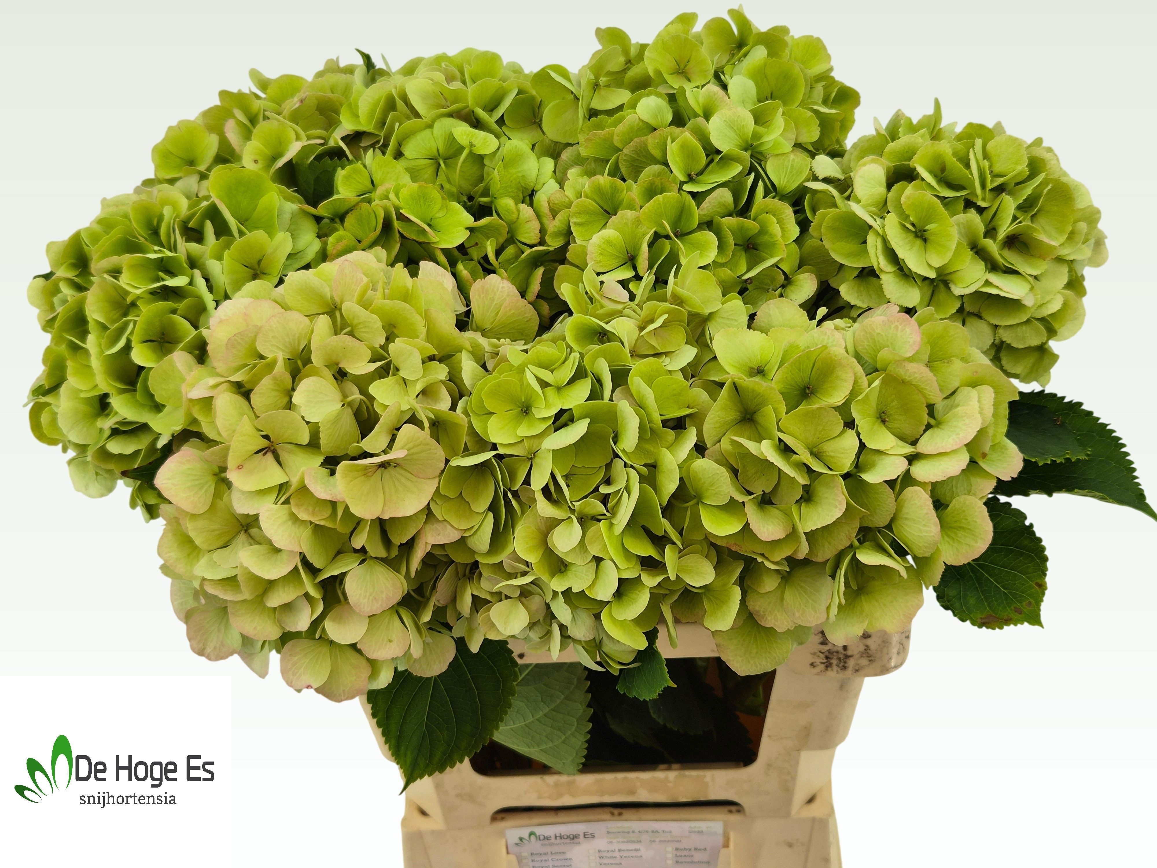 Hydrangea Verena Classic Pink 60cm 19Ø