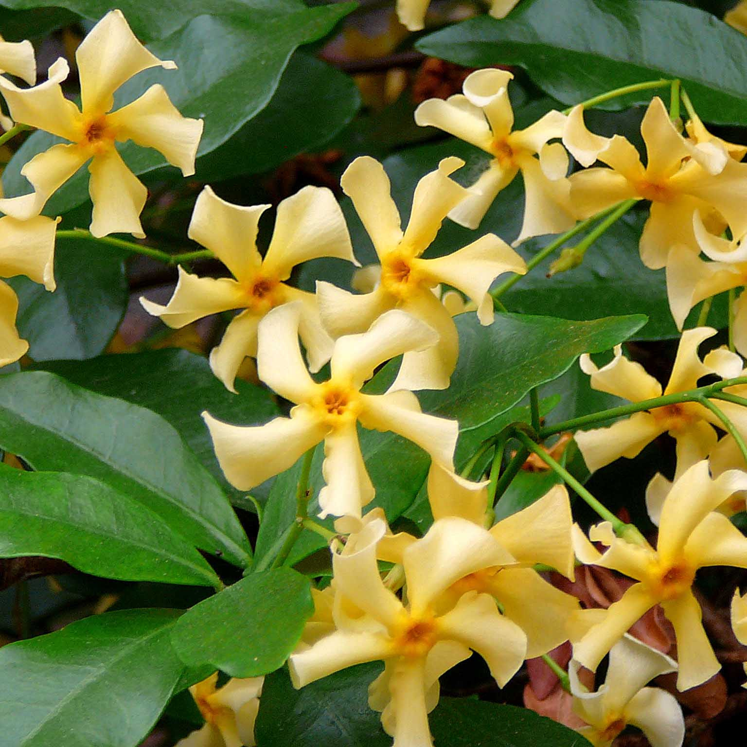 Trachelospermum jasminoides in varieties