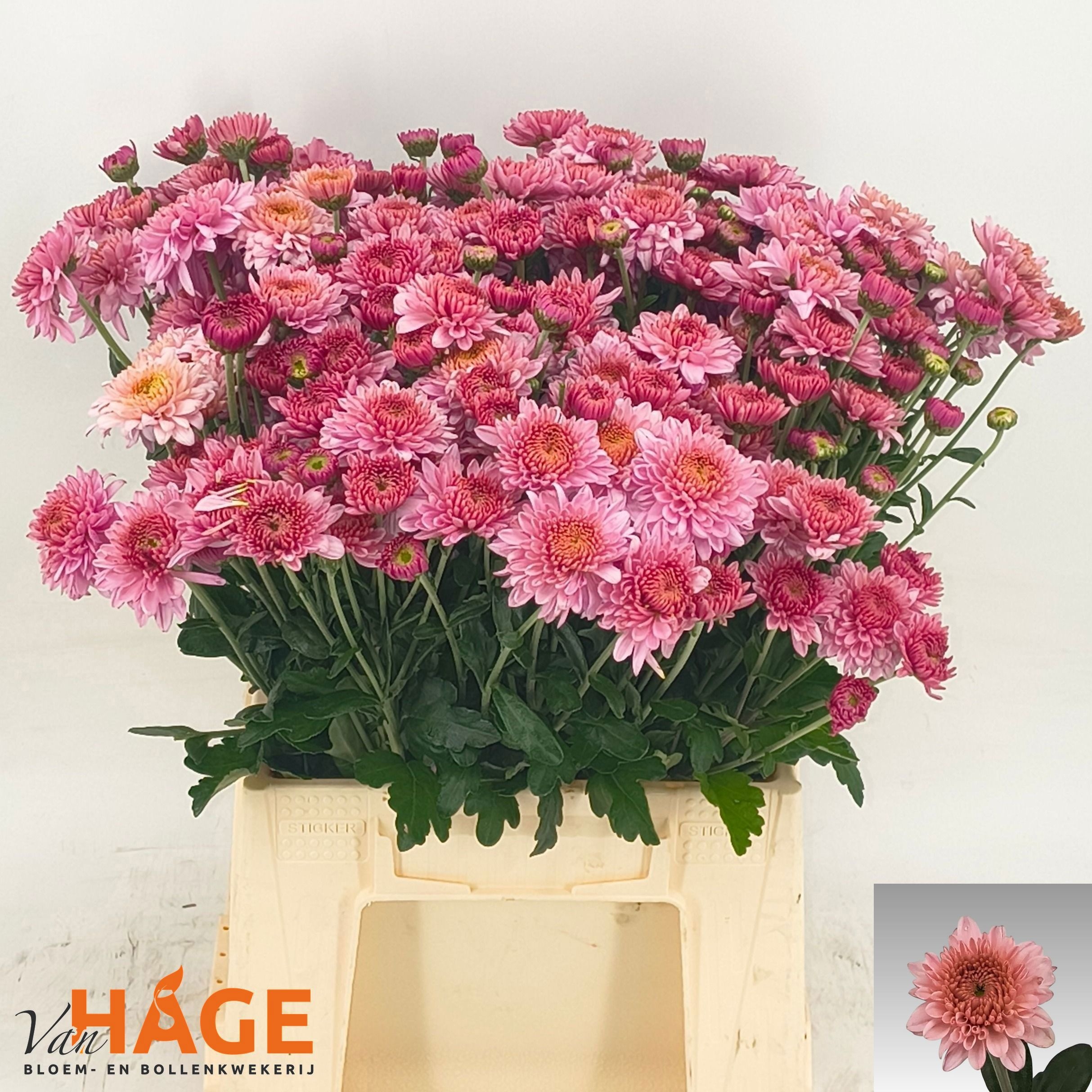 Chrys Spray Blenda 45cm 45gram