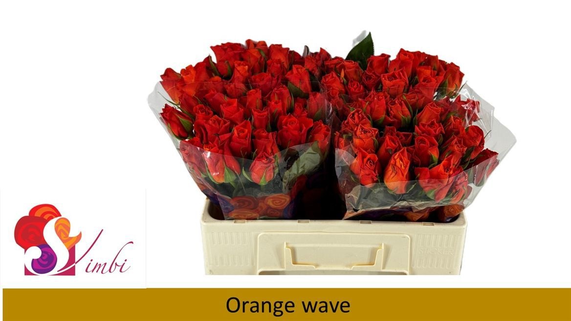R Gr Orange Wave