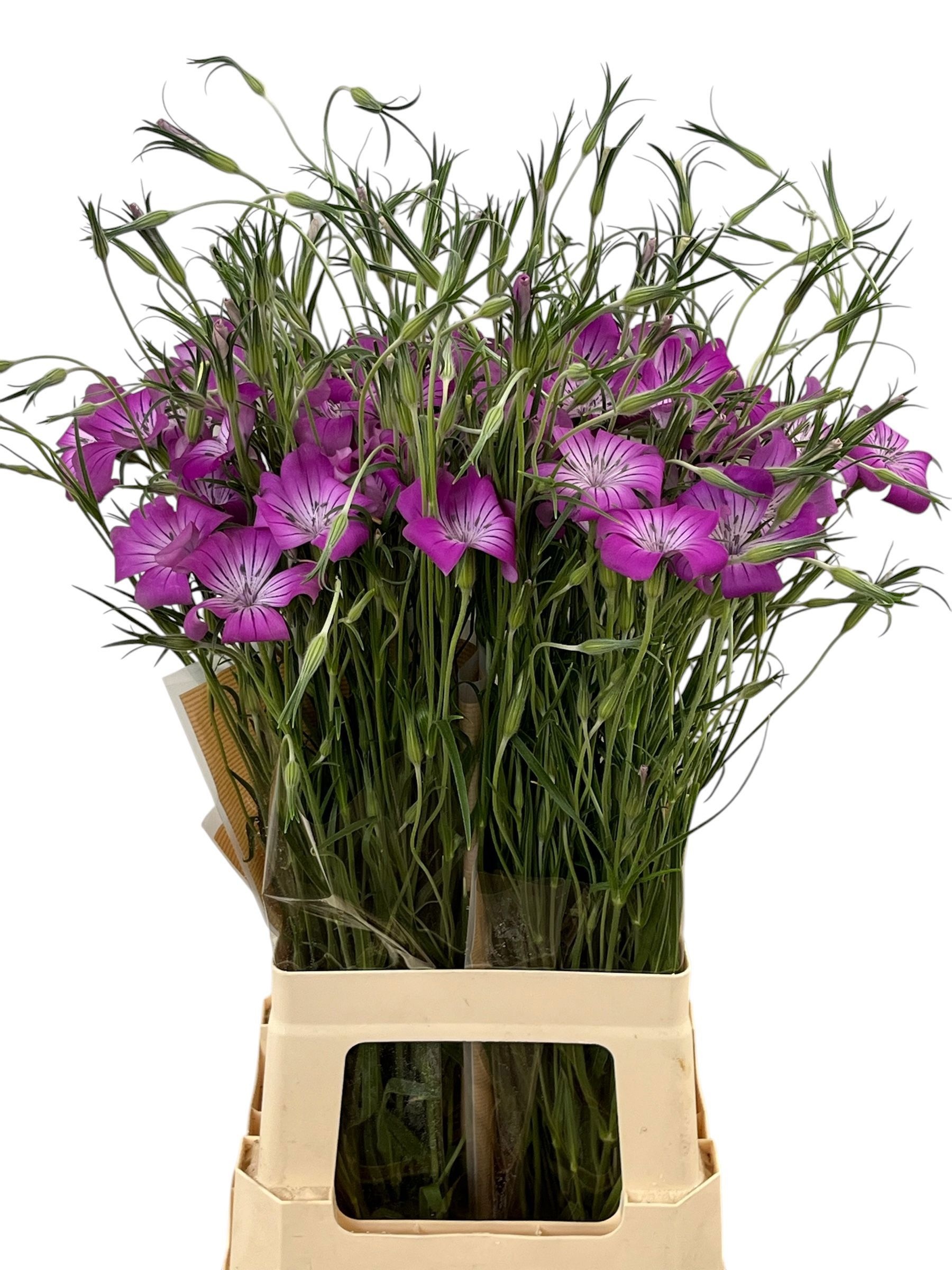 Agrostem Queen Purpl 70cm