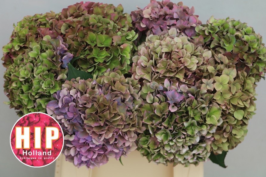 Hydrangea Rodeo Classic Pink 40cm 16Ø