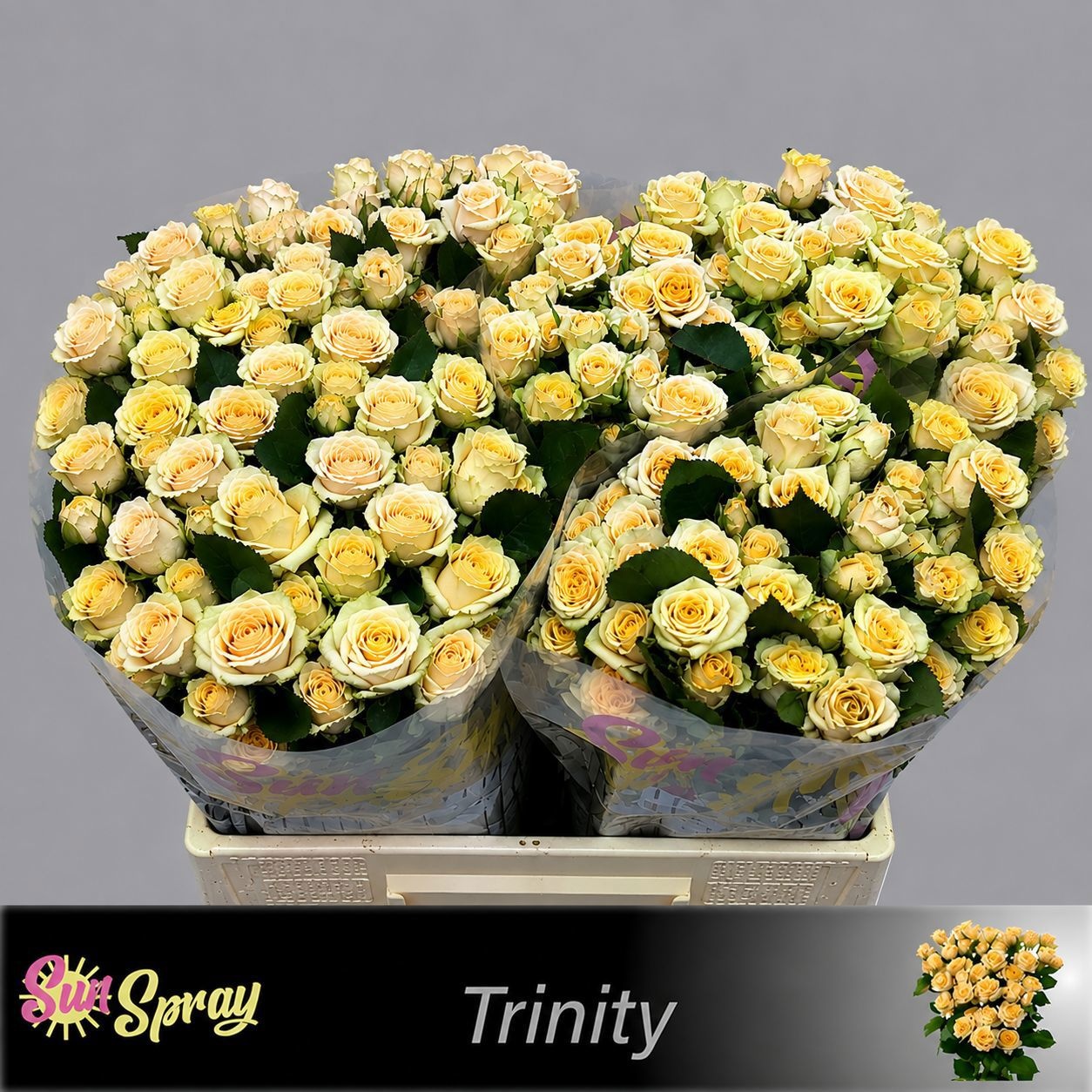 Rosa Spr Trinity 40cm