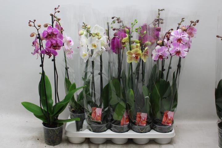 Phal Gem 7 Kl 12Ø 60cm