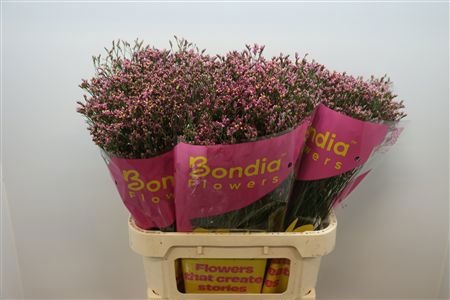 Limonium Sin Tiffany Diamond 70cm 30gram