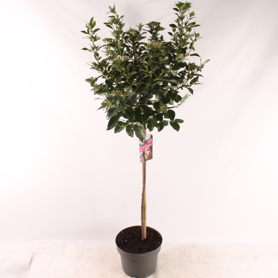 Picture of Viburnum tinus P23 (5 Ltr) 60/STD (LOOSE)