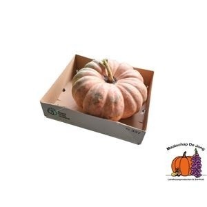 Cucurbita