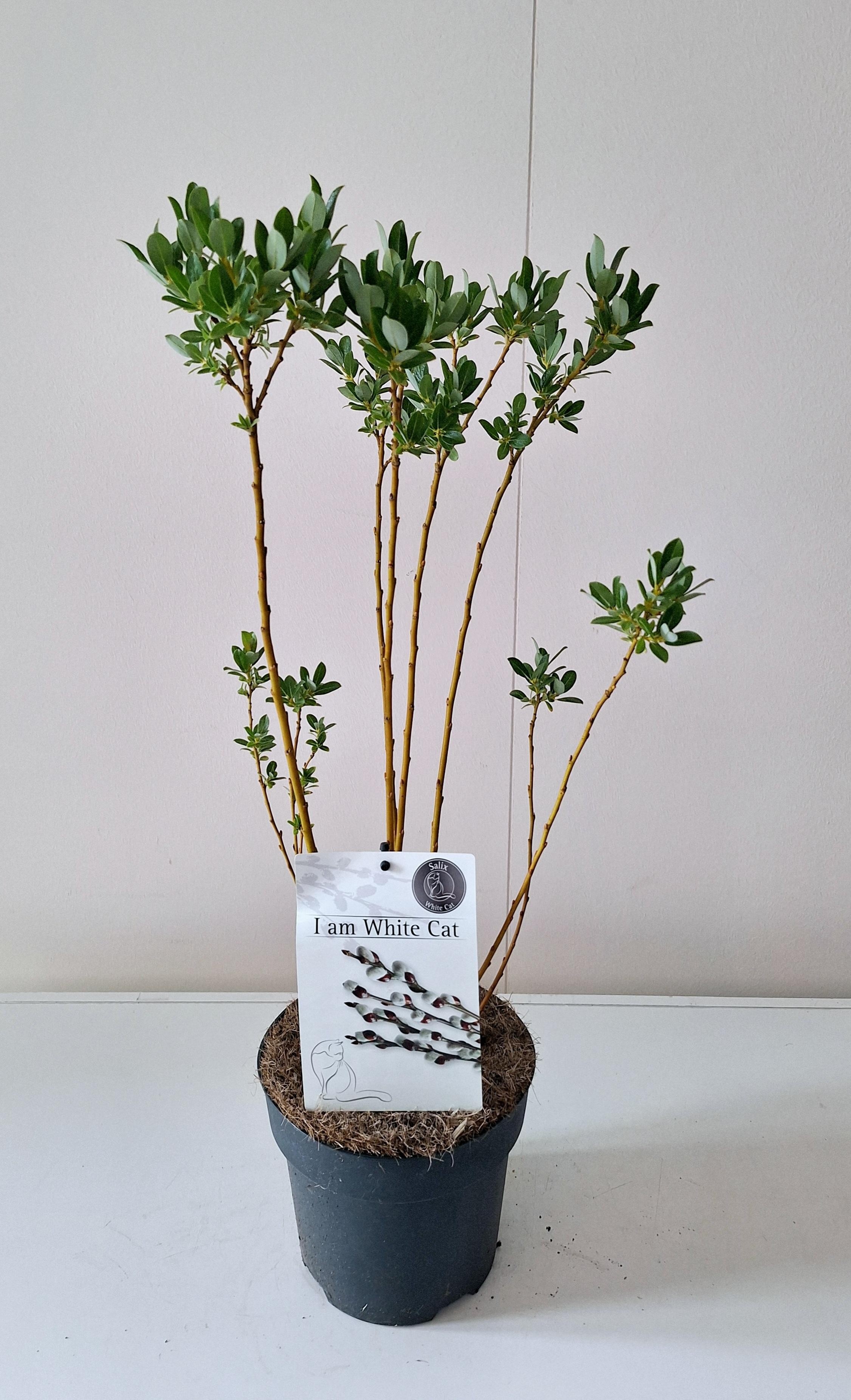 Picture of Salix Tetrapla bush P19