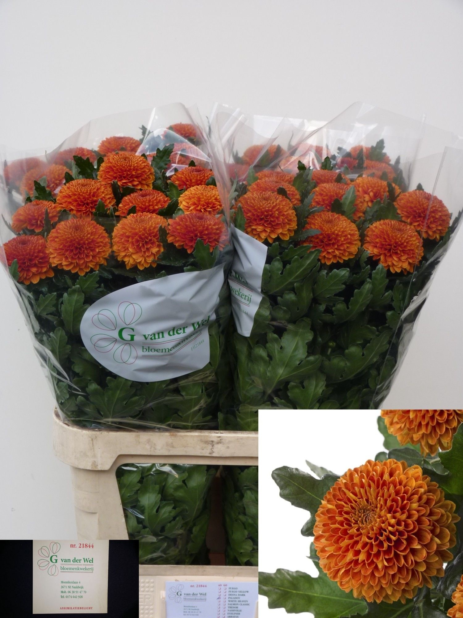 Chrys Single Paladov Dark 80cm 80gram