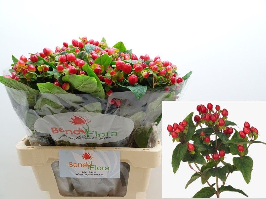 Hypericum Triumph 60cm