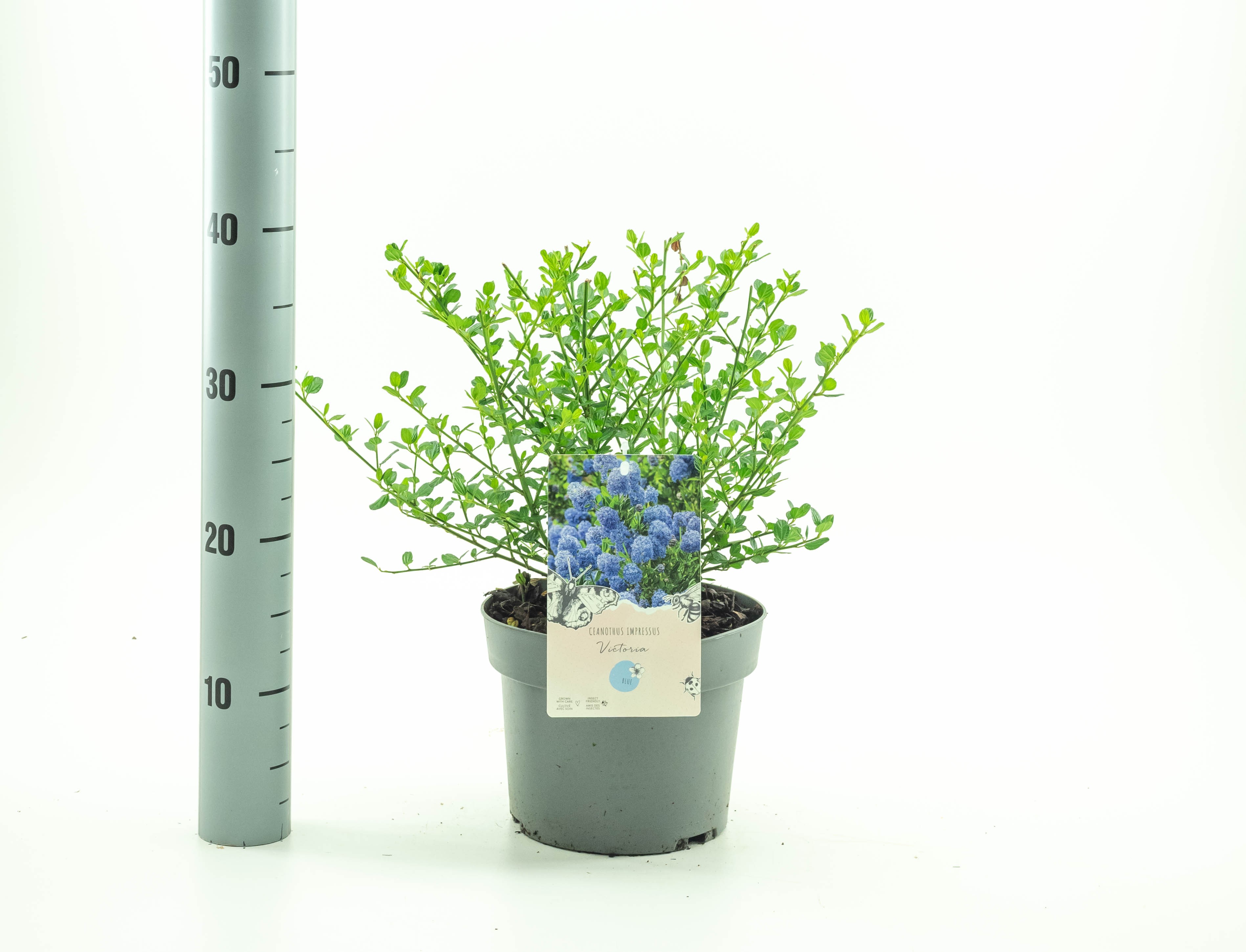 Picture of Ceanothus imp. Victoria P19 (3 Ltr) (LOOSE)