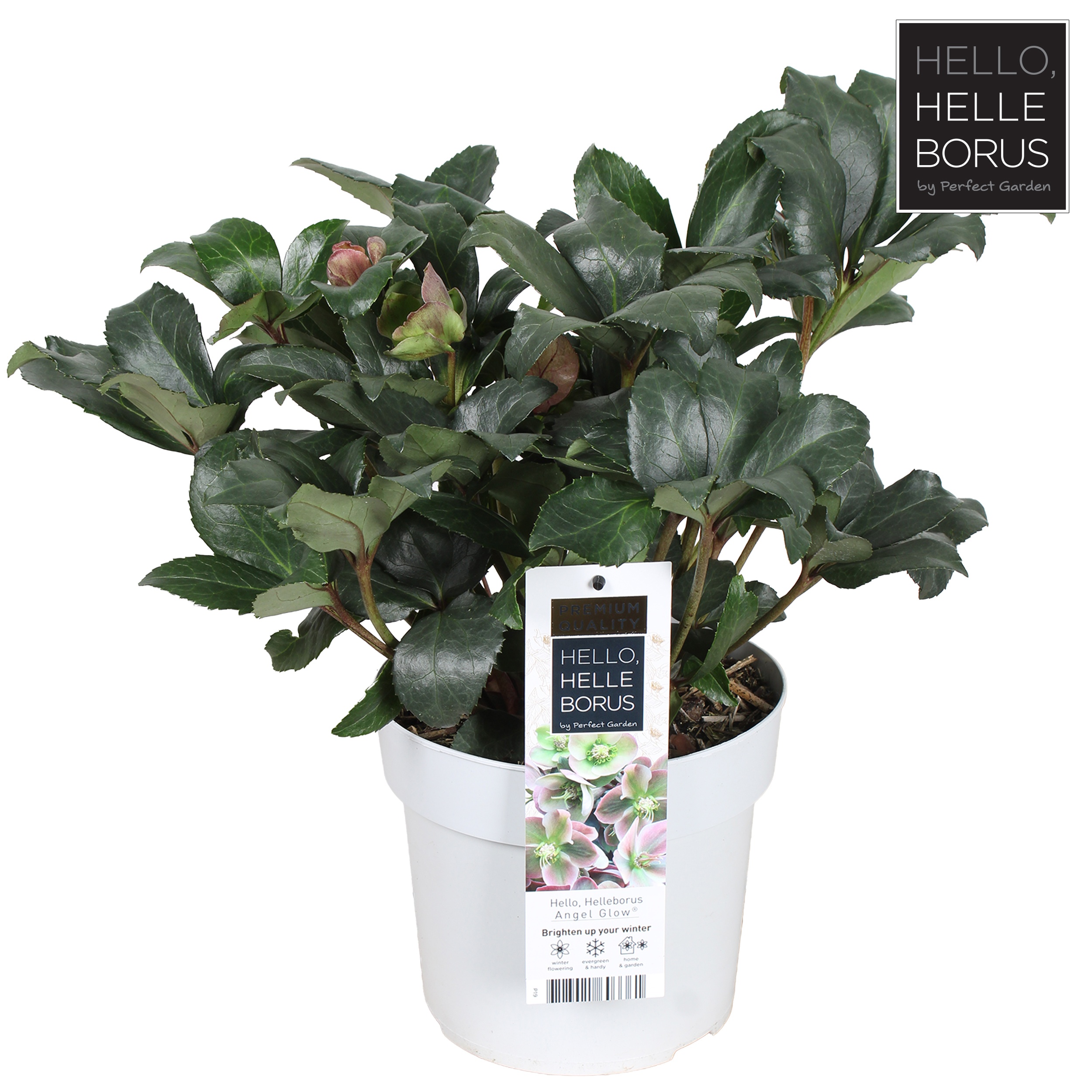 Helleborus Angel Glow ('BLT02')