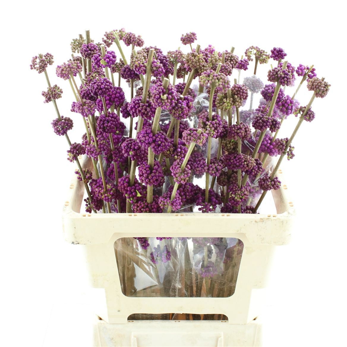 Callicarpa B.giraldi(nl) 60cm