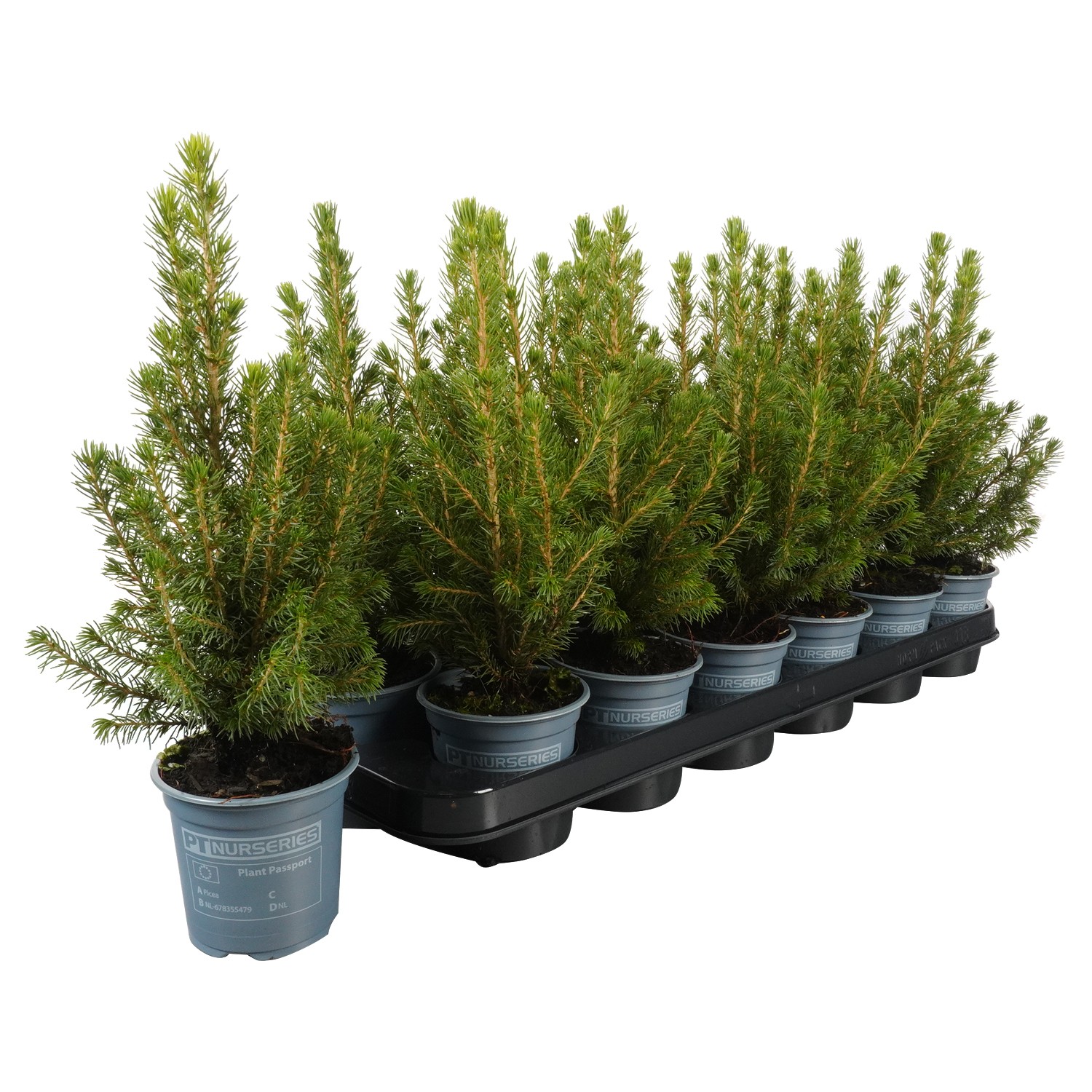 Picture of PTK242 Picea Conica Speedy P9 32cm