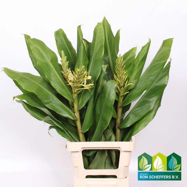 Hedychium Gardnerian