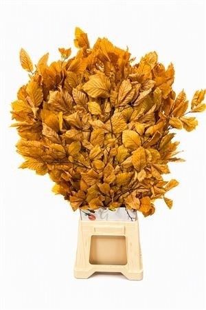 Decorgroen Klb Bs H%