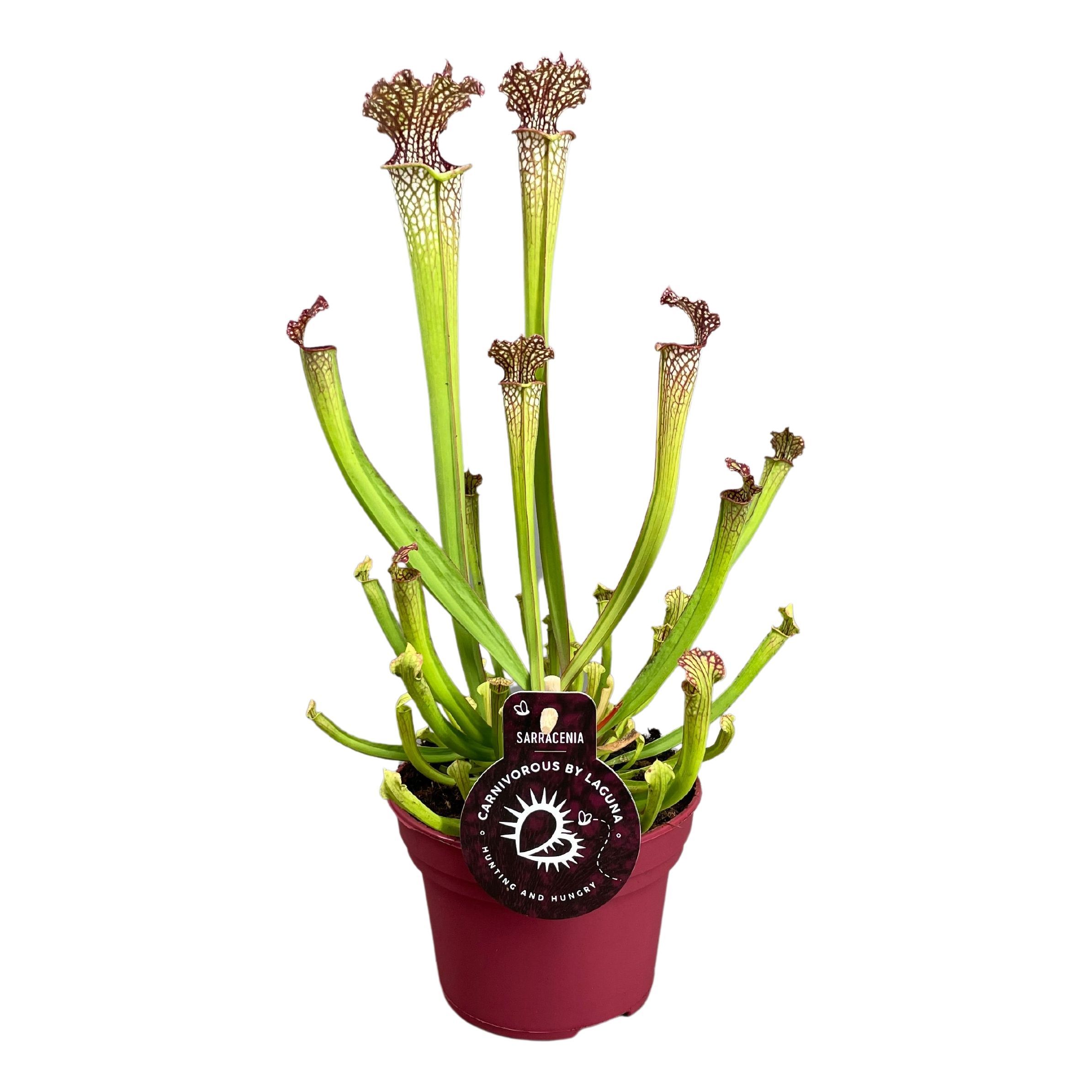 Sarracenia Ov 12P 40H