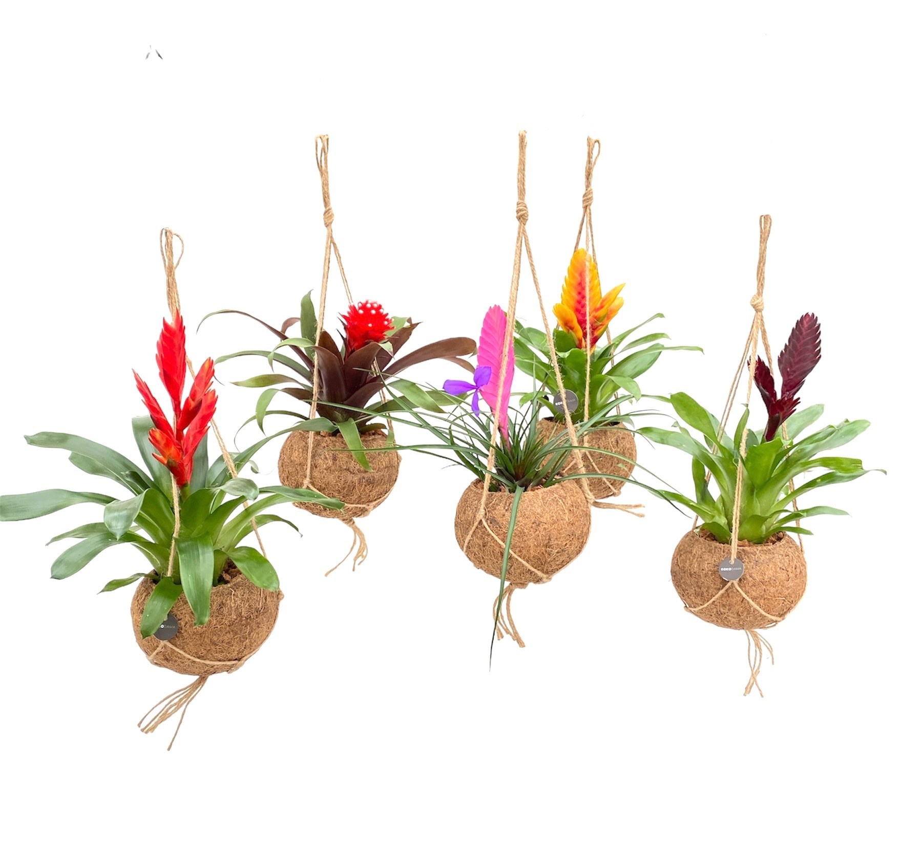 Bromelia Gemengd 12Ø 30cm