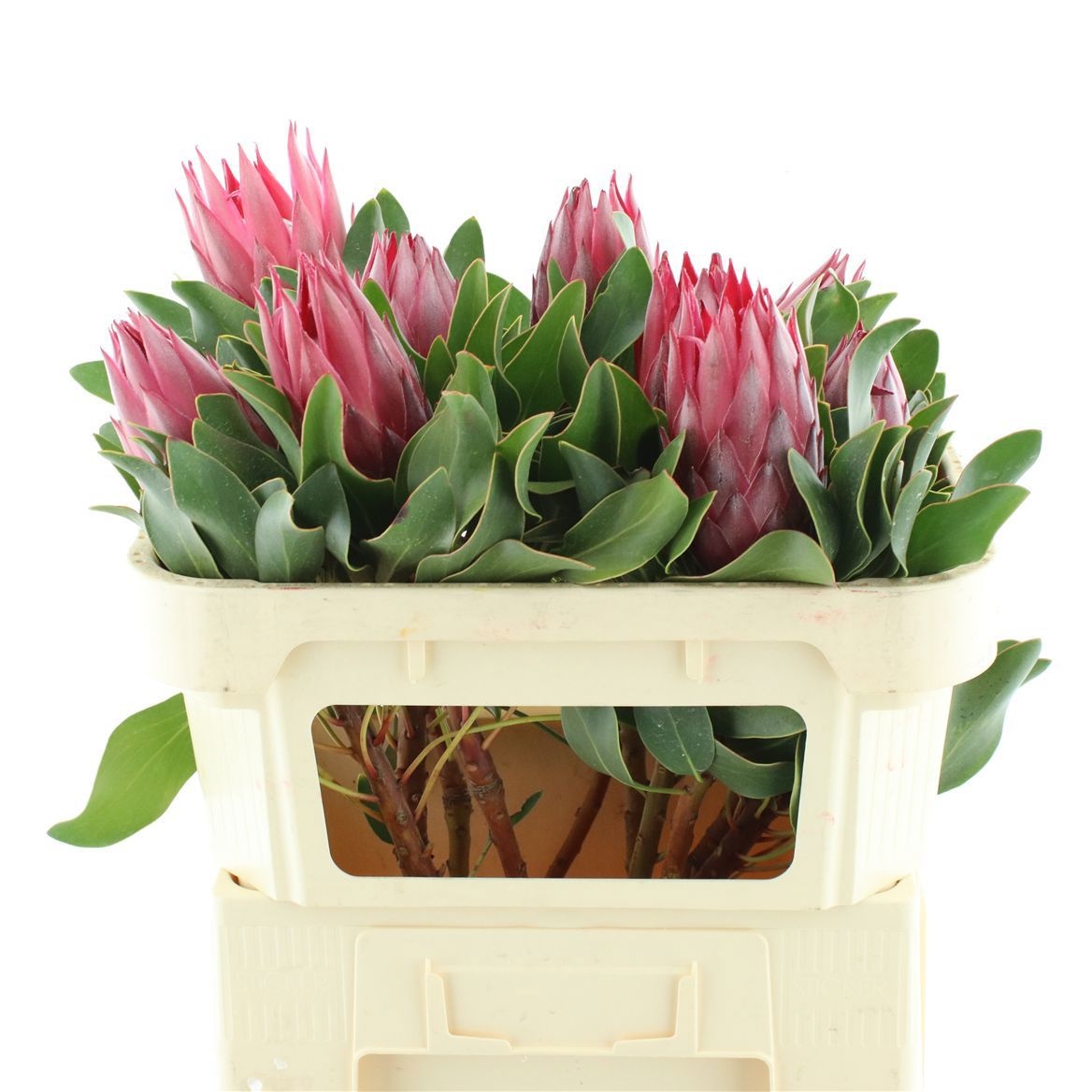 Protea Cy Madiba