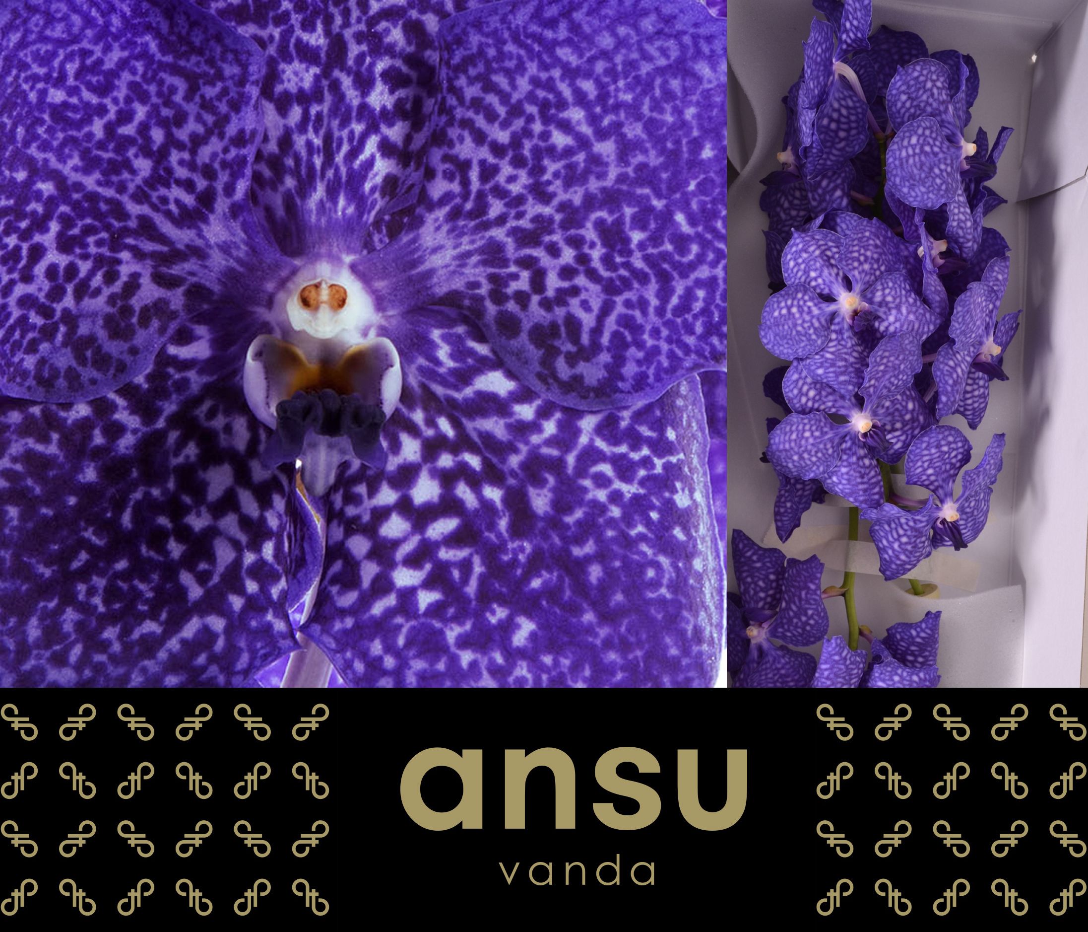 Vanda Su Blueb Smoot