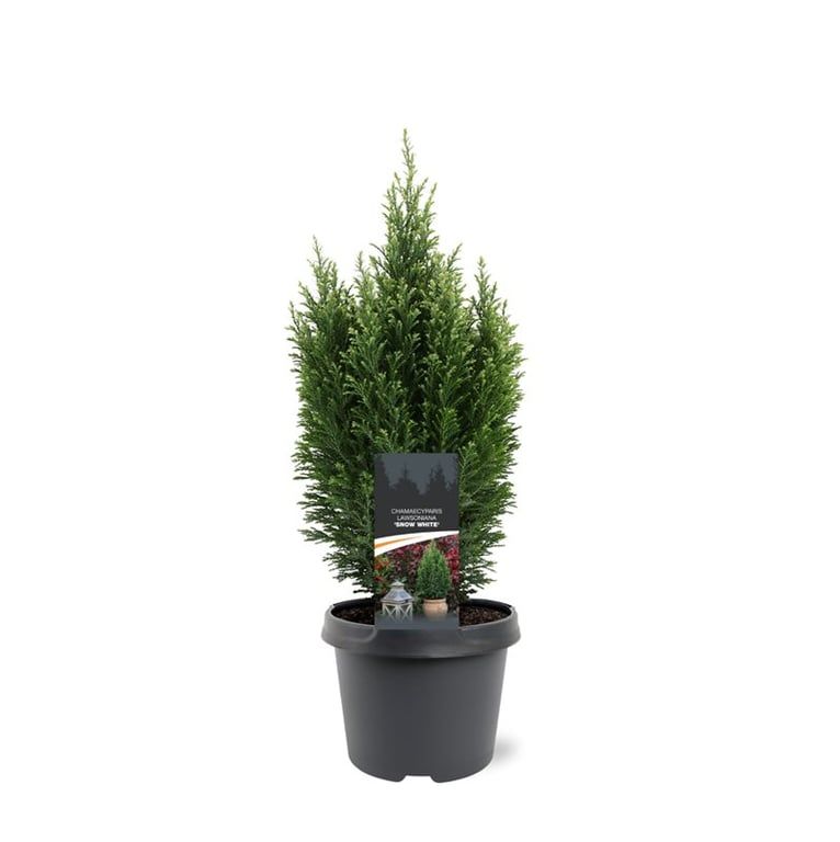 Chamaecyparis lawsoniana 'Snow White'